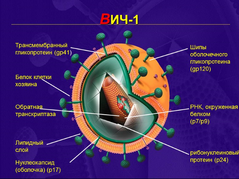 ВИЧ-1 Трансмембранный гликопротеин (gp41) Белок клетки хозяина Липидный  слой Нуклеокапсид (оболочка) (p17) Обратная